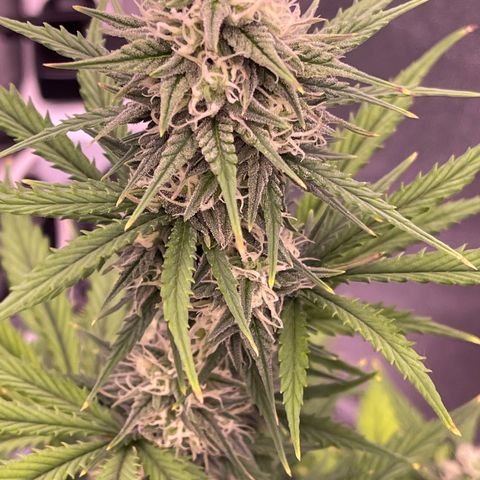 Unknown strain growlog timeline photo