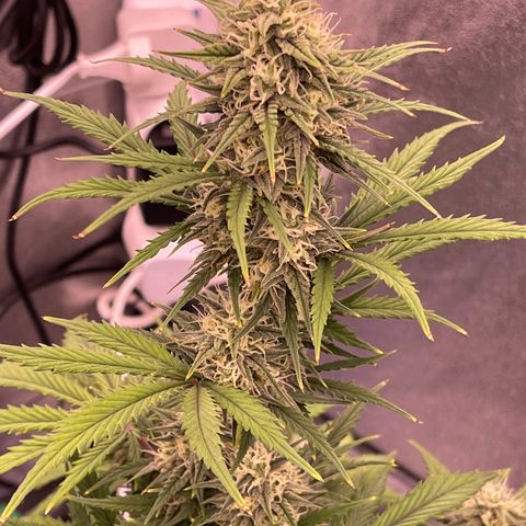 Unknown strain growlog timeline photo