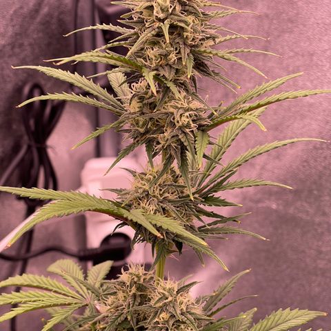 Unknown strain growlog timeline photo
