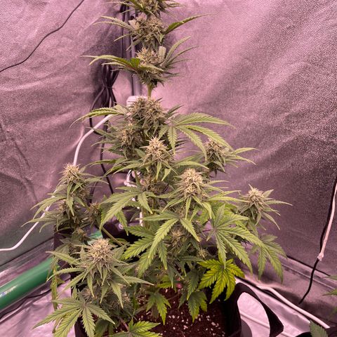 Unknown strain growlog timeline photo
