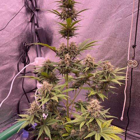 Unknown strain growlog timeline photo