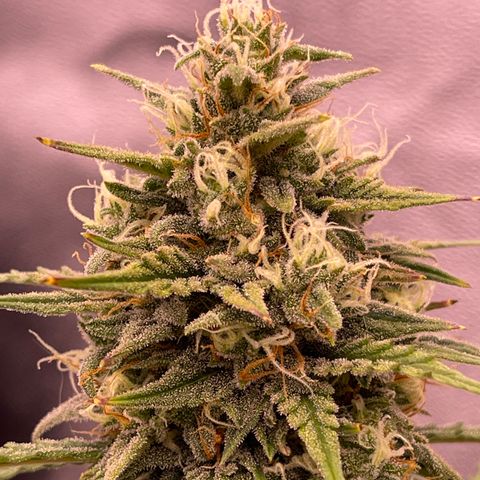 Unknown strain growlog timeline photo