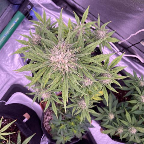 Unknown strain growlog timeline photo