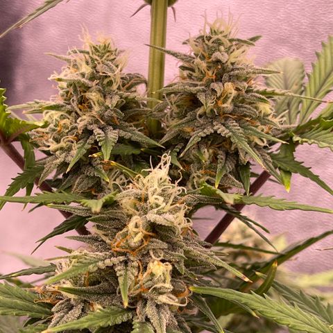Unknown strain growlog timeline photo