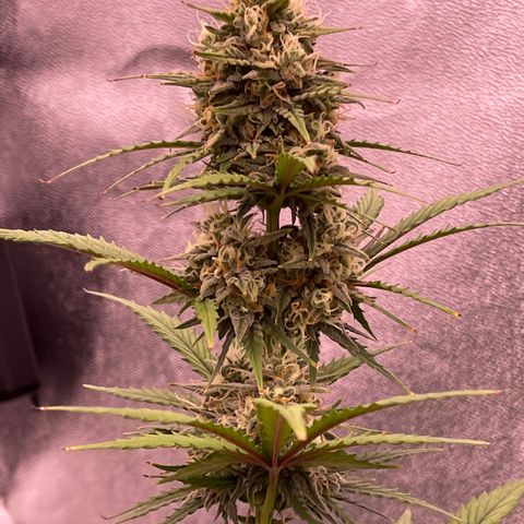 Unknown strain growlog timeline photo