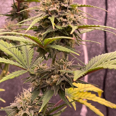 Unknown strain growlog timeline photo