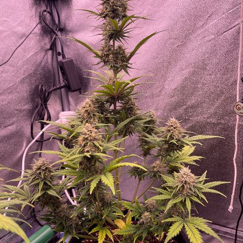 Unknown strain growlog timeline photo