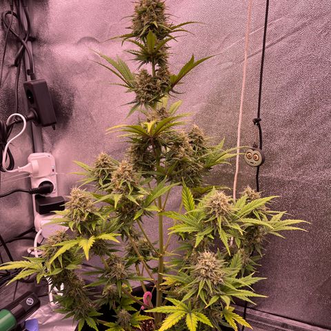 Unknown strain growlog timeline photo