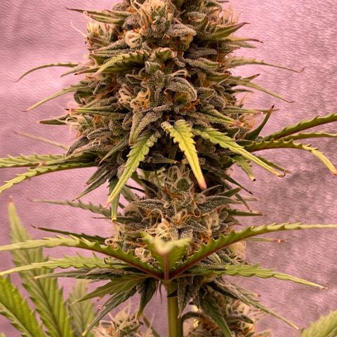 Unknown strain growlog timeline photo