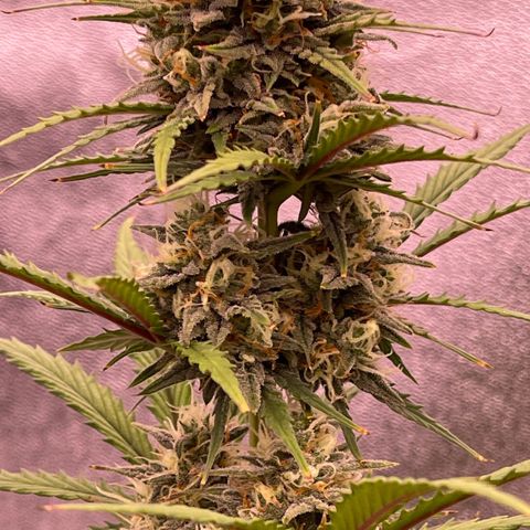 Unknown strain growlog timeline photo