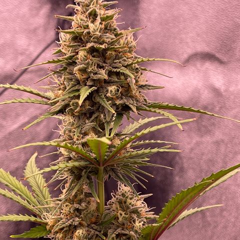 Unknown strain growlog timeline photo