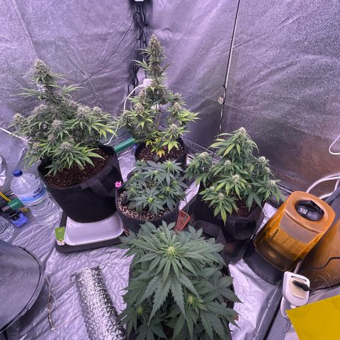 Unknown strain growlog timeline photo