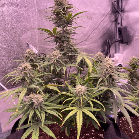 Unknown strain growlog timeline photo