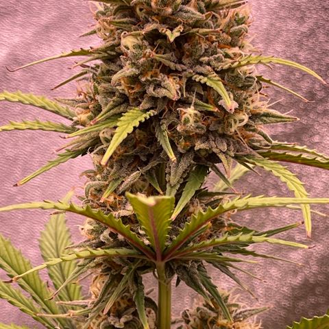 Unknown strain growlog timeline photo