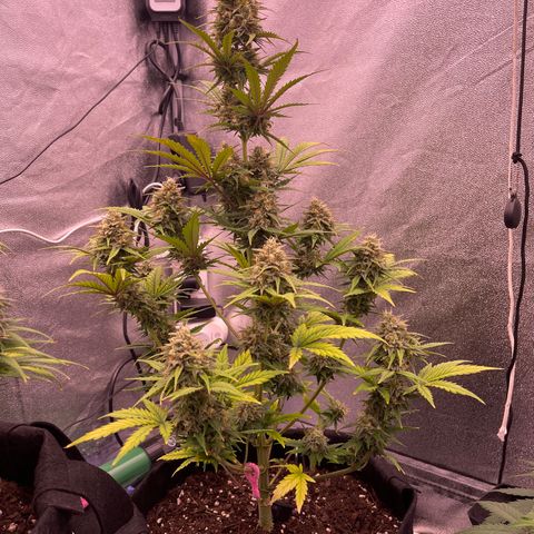 Unknown strain growlog timeline photo