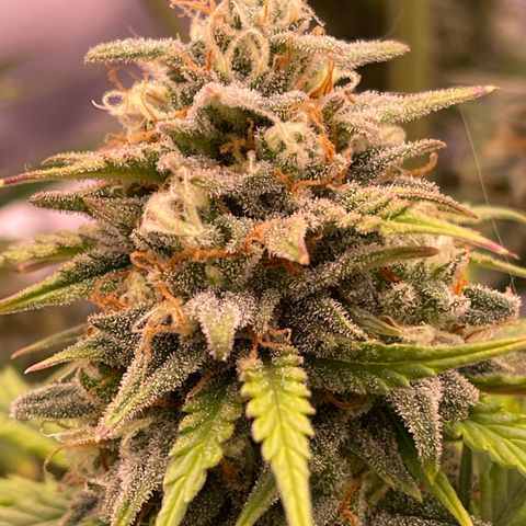 Unknown strain growlog timeline photo