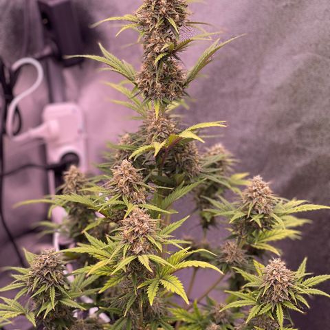 Unknown strain growlog timeline photo
