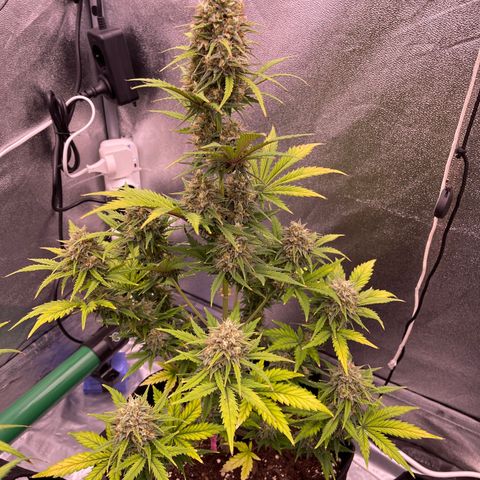 Unknown strain growlog timeline photo