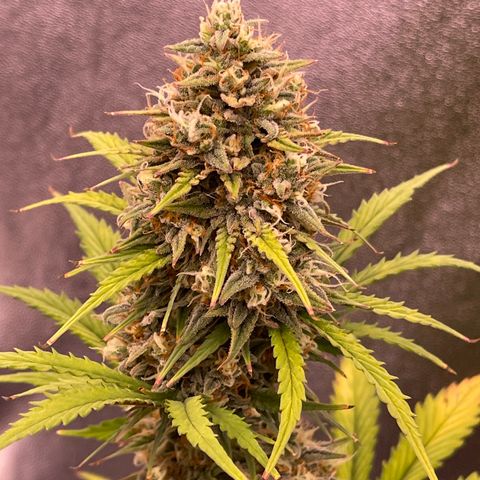 Unknown strain growlog timeline photo
