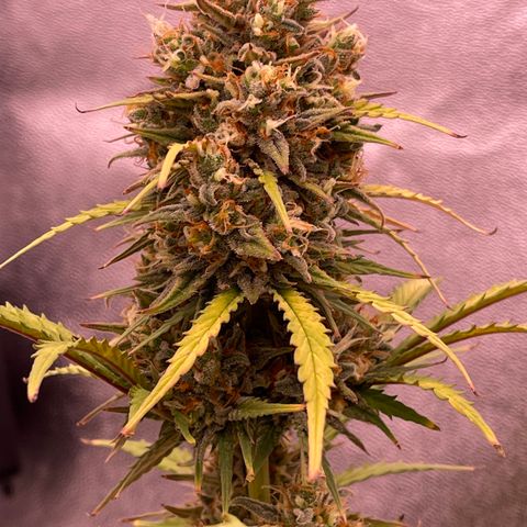 Unknown strain growlog timeline photo
