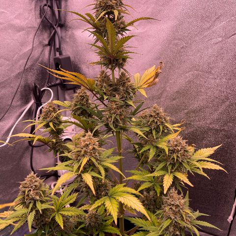 Unknown strain growlog timeline photo