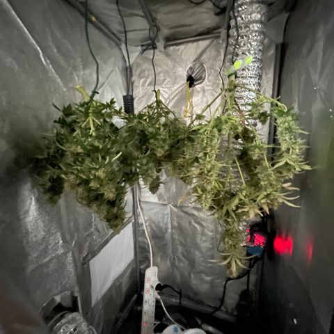 Unknown strain growlog timeline photo
