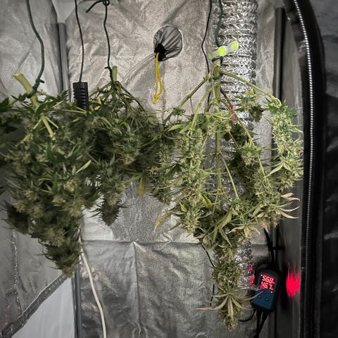 Unknown strain growlog timeline photo
