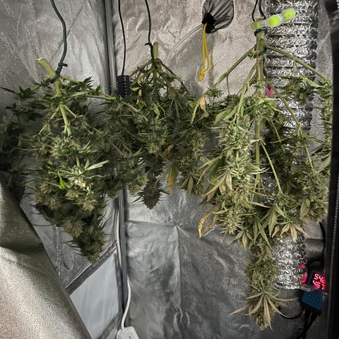 Unknown strain growlog timeline photo