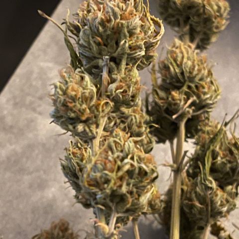 Unknown strain growlog timeline photo