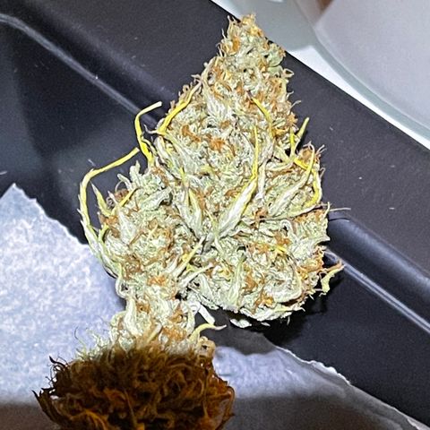 Unknown strain growlog timeline photo