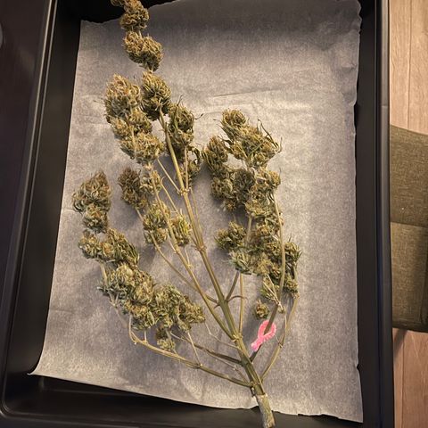 Unknown strain growlog timeline photo