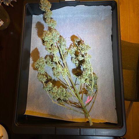 Unknown strain growlog timeline photo