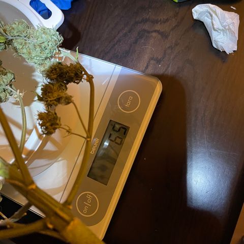 Unknown strain growlog timeline photo
