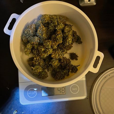 Unknown strain growlog timeline photo