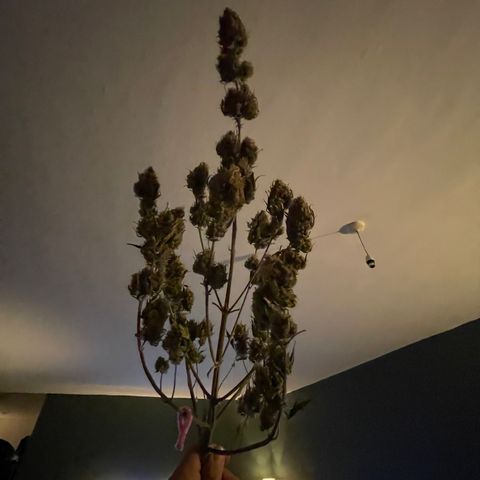 Unknown strain growlog timeline photo