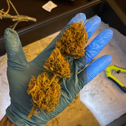 Unknown strain growlog timeline photo