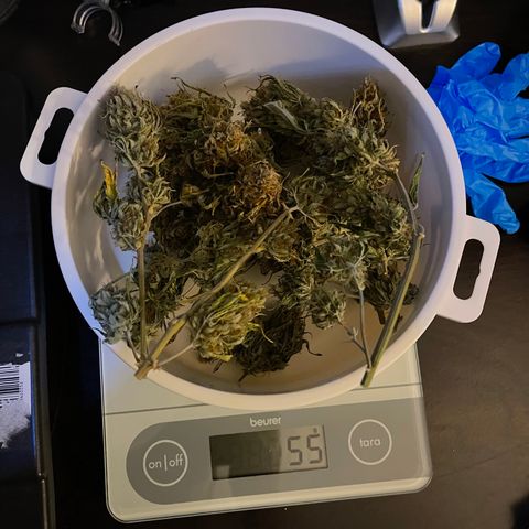 Unknown strain growlog timeline photo