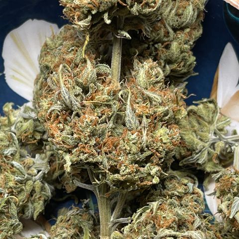 Unknown strain growlog timeline photo