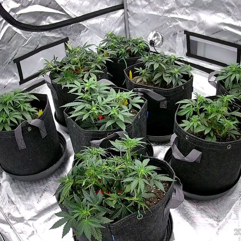 ST1 growlog timeline photo