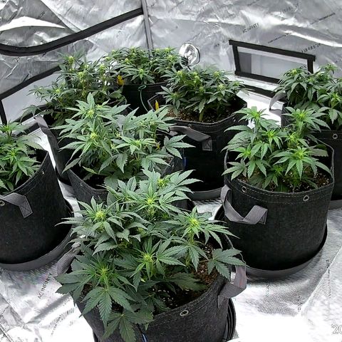 ST1 growlog timeline photo