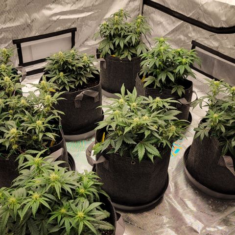 ST1 growlog timeline photo