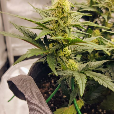 ST1 growlog timeline photo