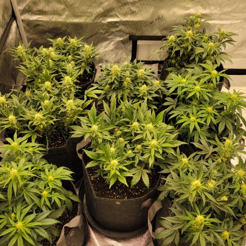 ST1 growlog timeline photo