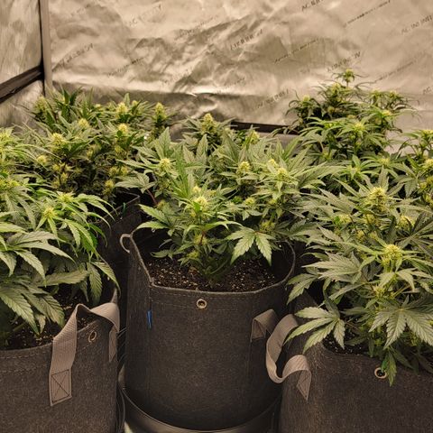 ST1 growlog timeline photo