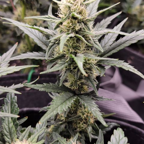 ST1 growlog timeline photo