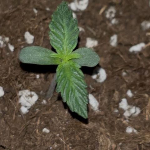 PURPLE LEMONADE AUTOFLO growlog timeline photo