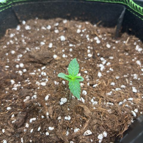 PURPLE LEMONADE AUTOFLO growlog photo: Im scared 