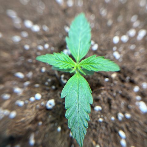 PURPLE LEMONADE AUTOFLO growlog timeline photo