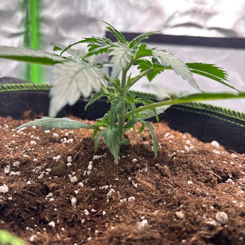 PURPLE LEMONADE AUTOFLO growlog timeline photo