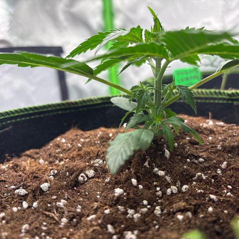 PURPLE LEMONADE AUTOFLO growlog timeline photo